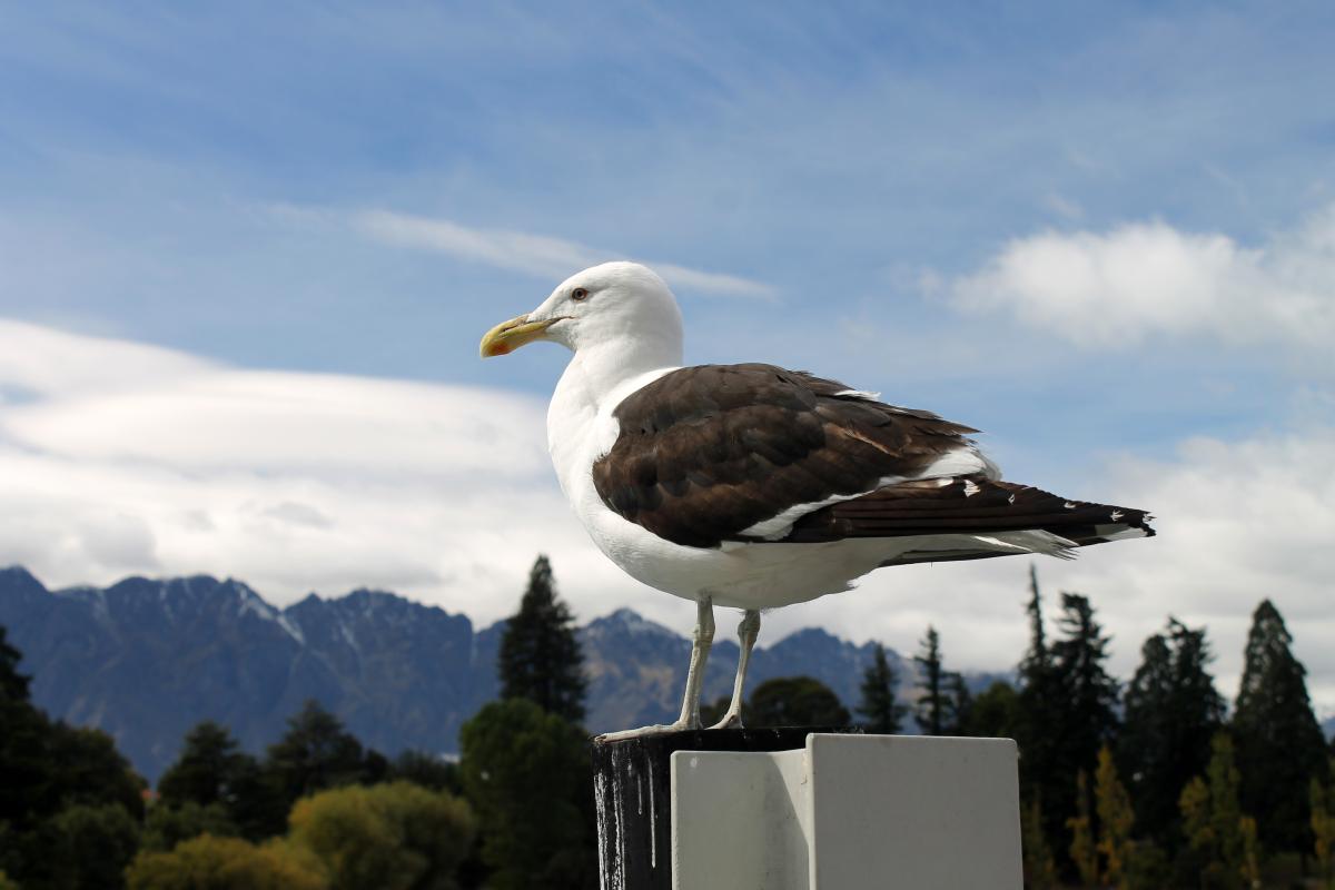 Southern Black-backed Gull (Larus dominicanus), Queenstown, Queenstown, Otago, New Zealand, 2014-03-08 Southern Black-backed Gull (Larus dominicanus)